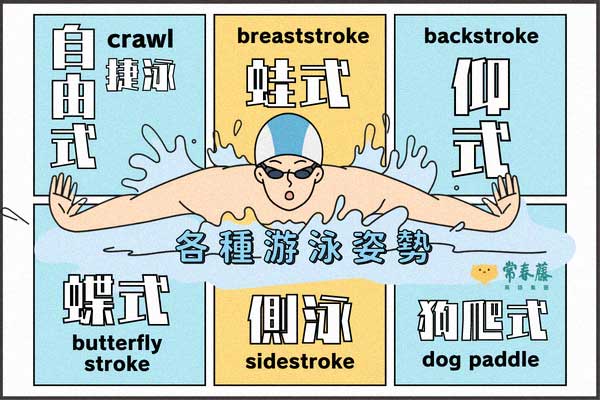 「蛙式」「自由式」「仰式」常見泳游姿式英文怎麼說? 游一「趟」英文又該怎麼表達好呢?