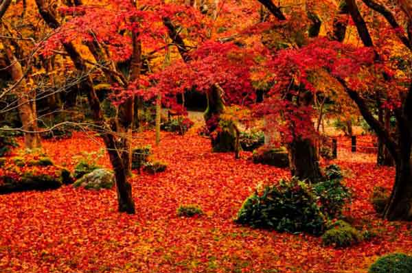 日本賞楓景點 4｜圓光寺